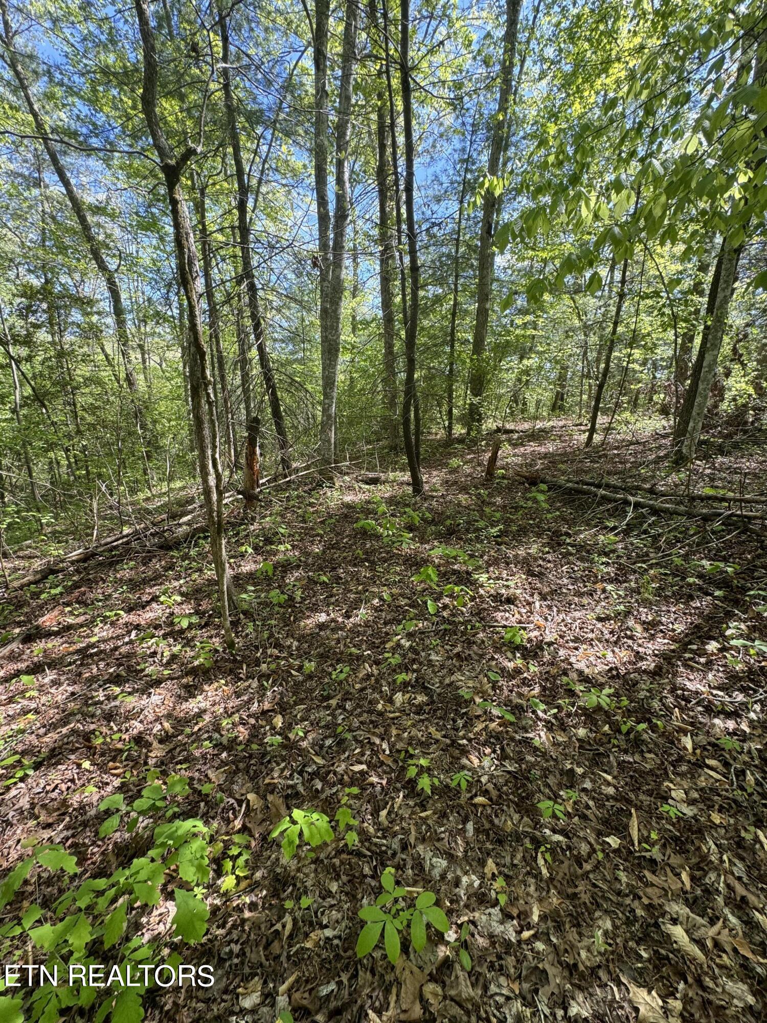 Honey Creek Loop Road Allardt, TN 38504 - Photo 8 of 26 IMG_0913