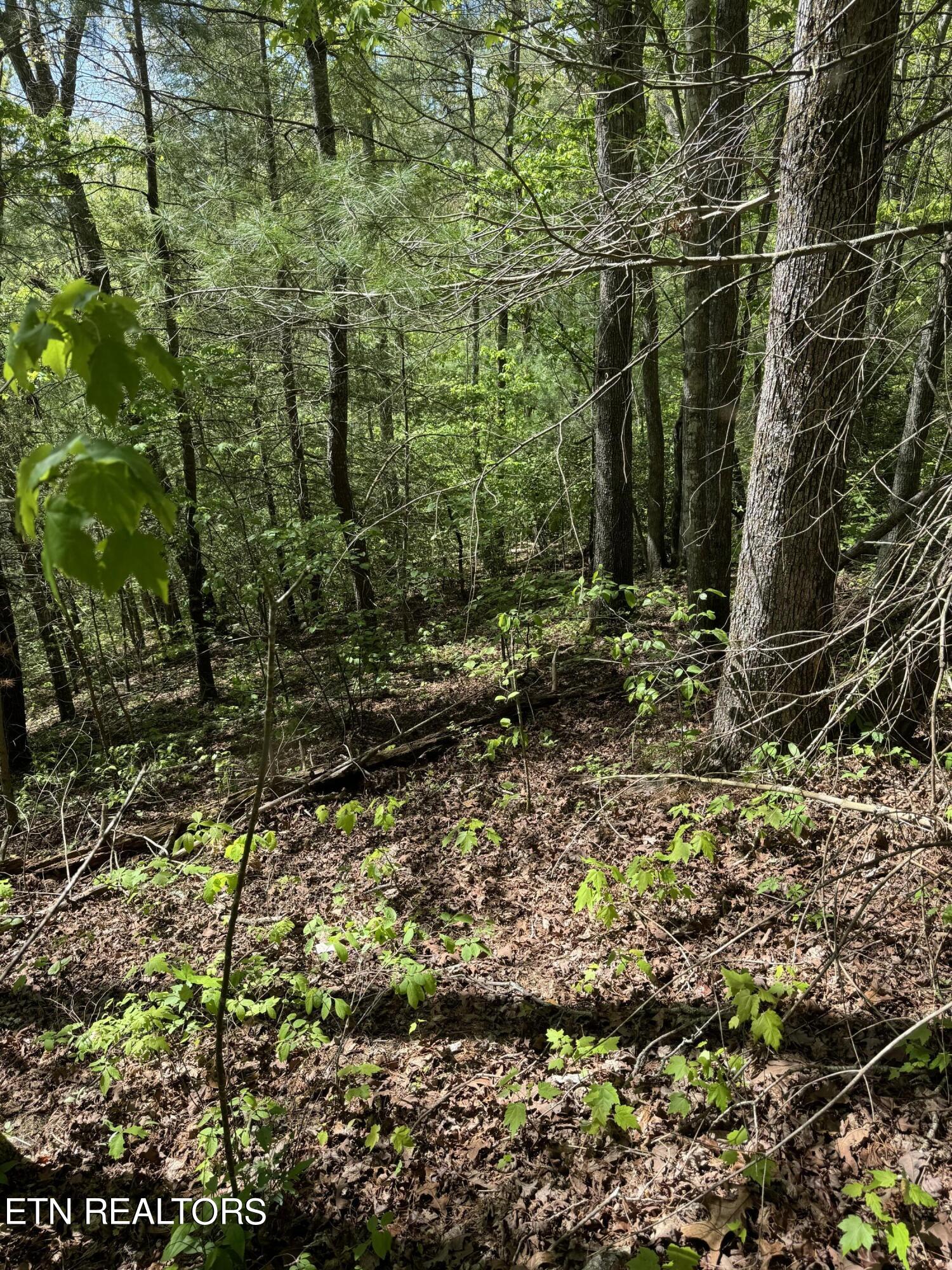 Honey Creek Loop Road Allardt, TN 38504 - Photo 10 of 26 IMG_0915