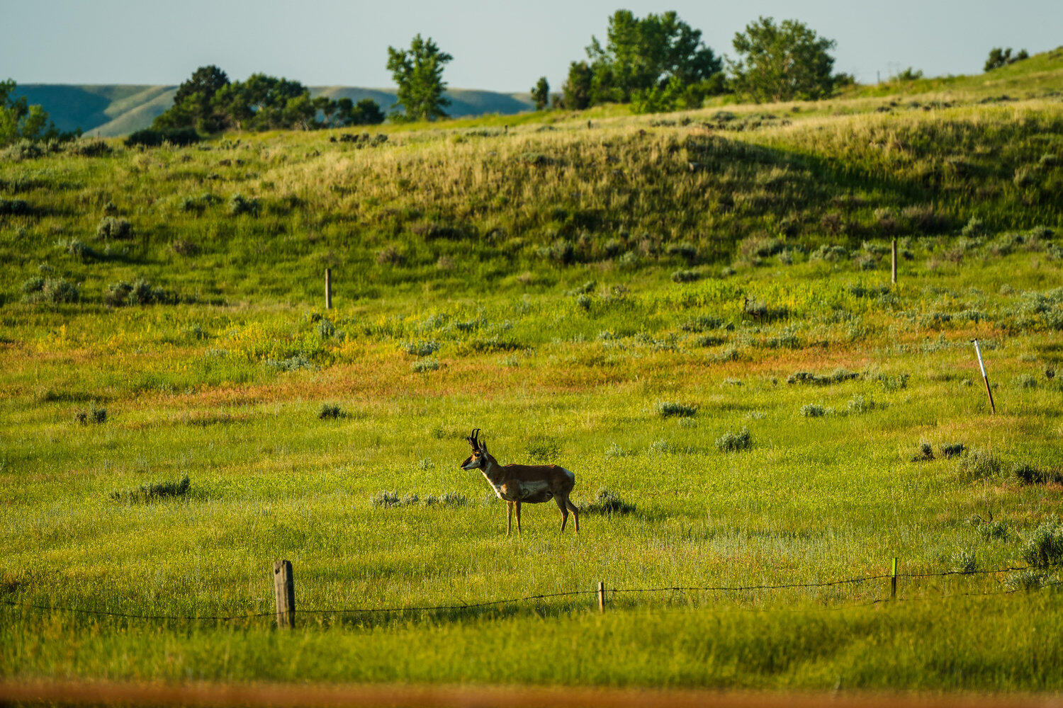 Rock Creek Road Buffalo, WY 82834 - Photo 40 of 45 040_dsc_1476_459