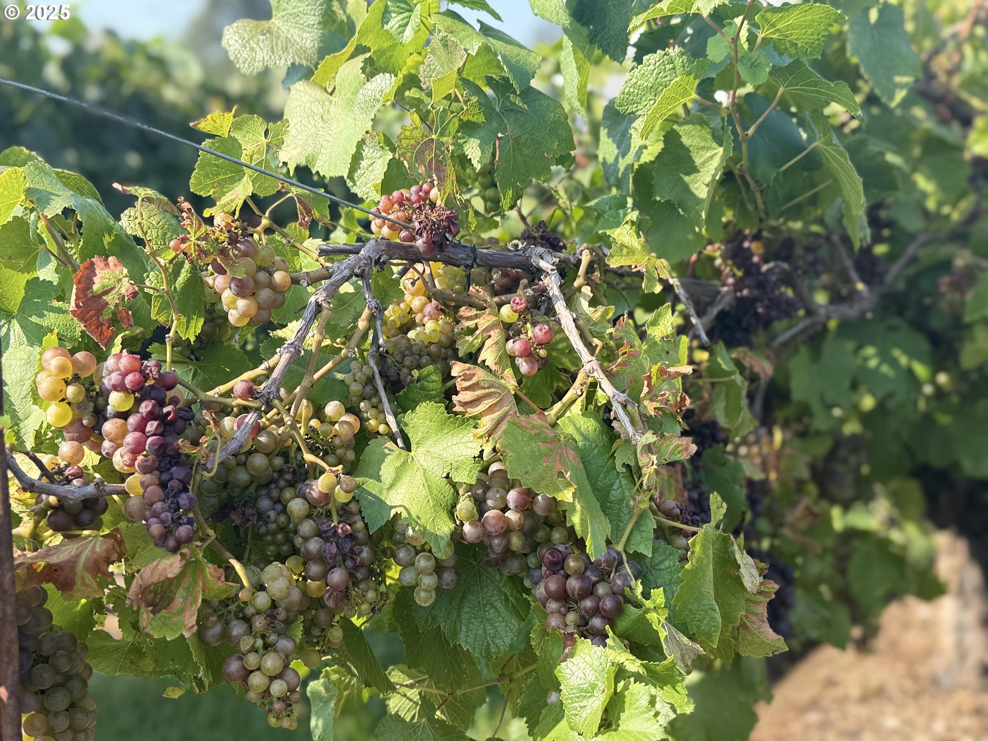 18047 Southwest Howlock Lane Beaverton, OR 97007 - Photo 22 of 22