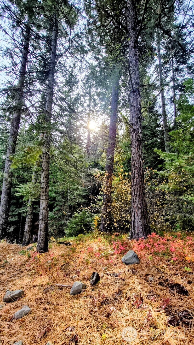 6299 Alder Court Wenatchee, WA 98801 - Photo 1 of 6 a view of a yard with plants and trees