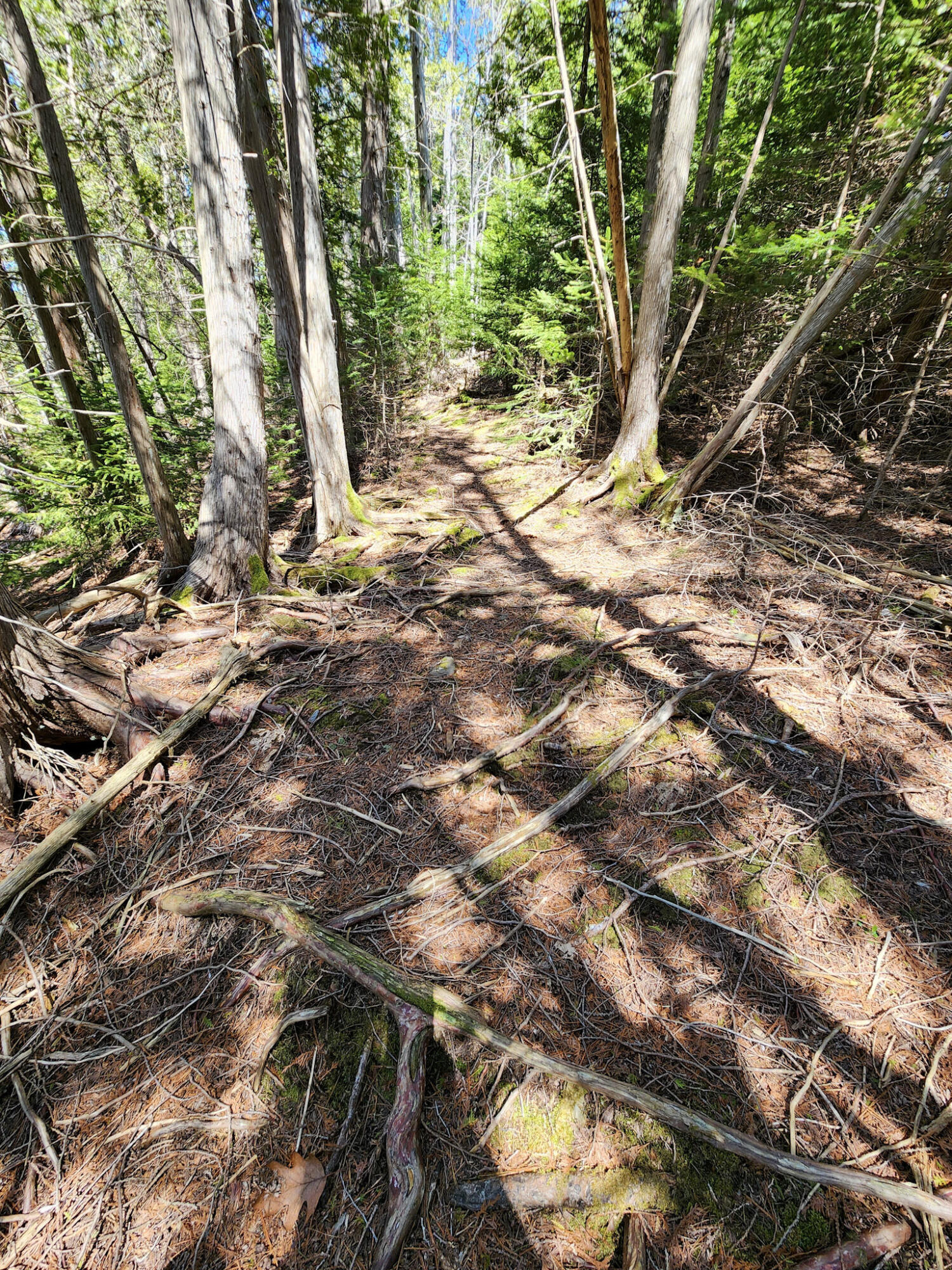 M005-l089 Leaches Point Road Orland, ME 04472 - Photo 16 of 17 Shoreland Path on Parcel