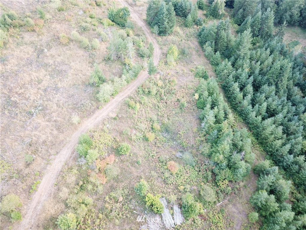 1980 Lincoln Creek Road Rochester, WA 98579 - Photo 4 of 22 a view of a forest with trees