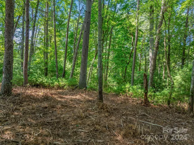 a view of a forest with trees in the background