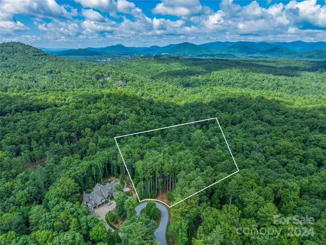a view of a lush green forest