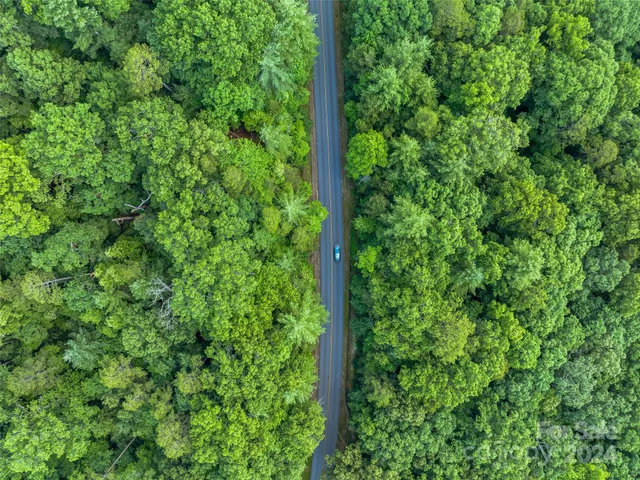 a view of a lush green forest