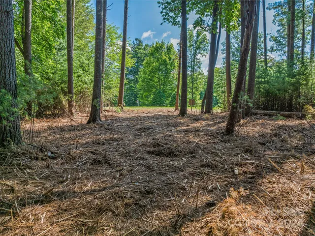 a view of a forest with trees in the background