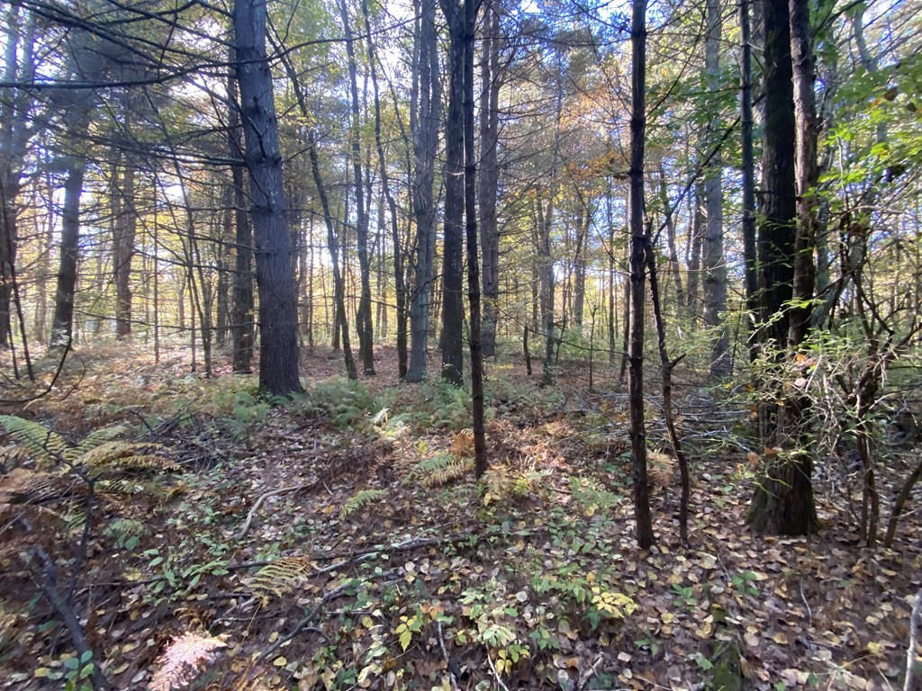 0 Michael Sears Road Belchertown, MA 01007 - Photo 13 of 17 Gallery Image 13