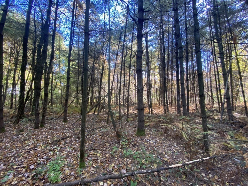 0 Michael Sears Road Belchertown, MA 01007 - Photo 10 of 17 Gallery Image 10