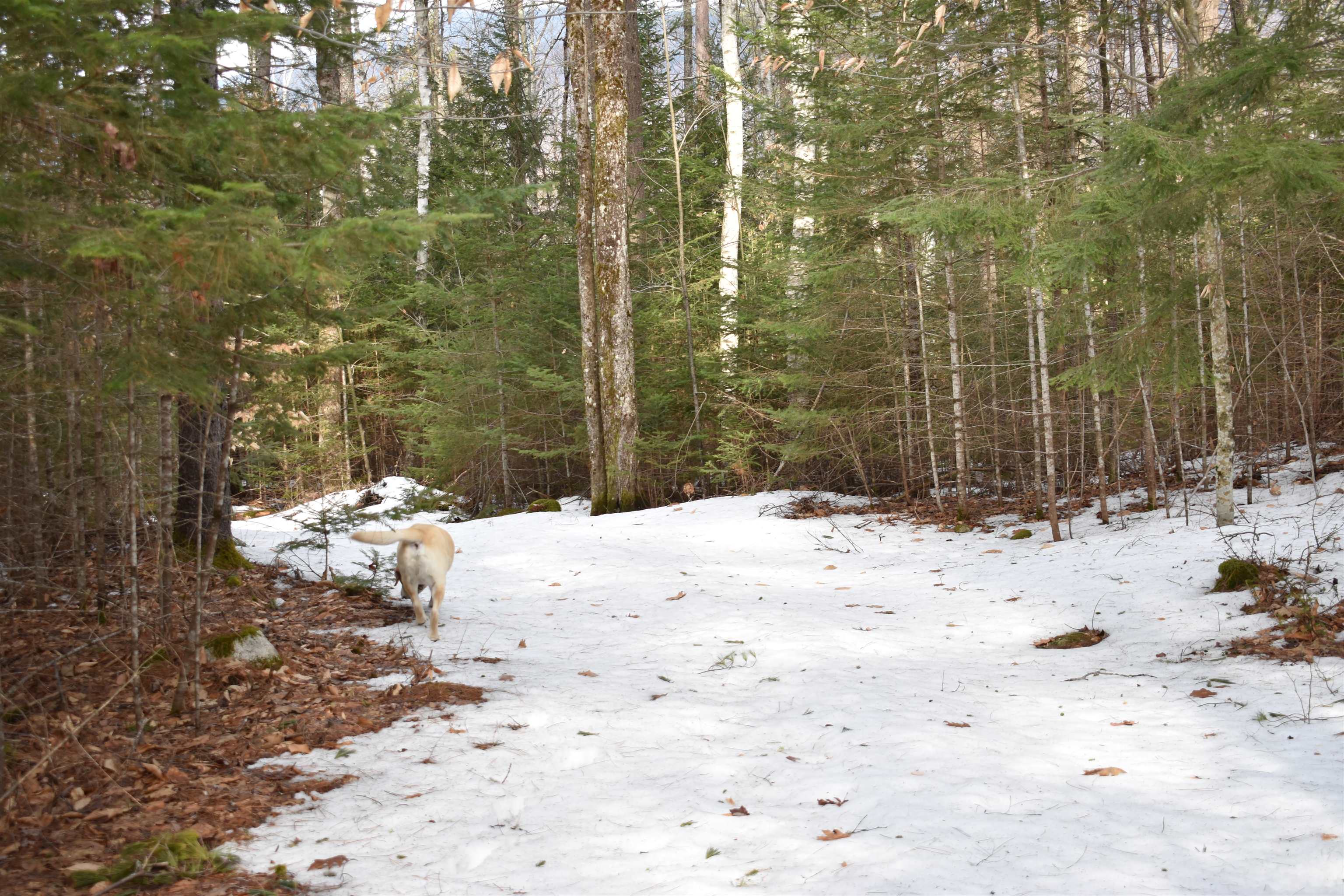 0 Stimson Road Warren, NH 03279 - Photo 3 of 17