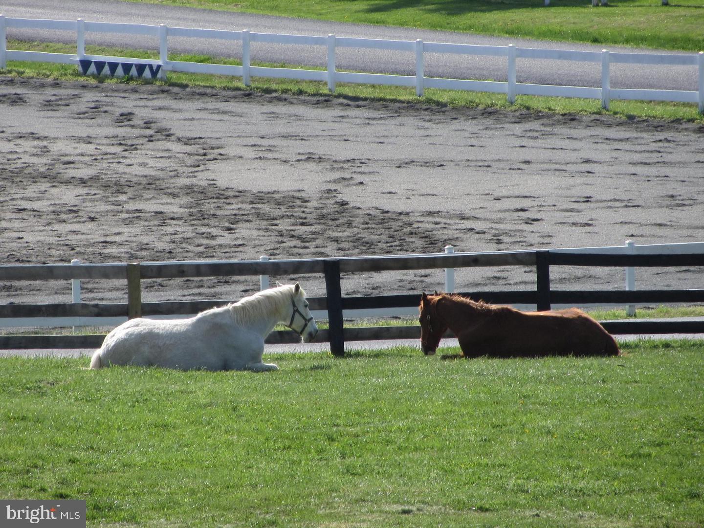 533 Clear Spring Road Great Falls, VA 22066 - Photo 56 of 63 Bring your horses to Tally Ho equestrian community