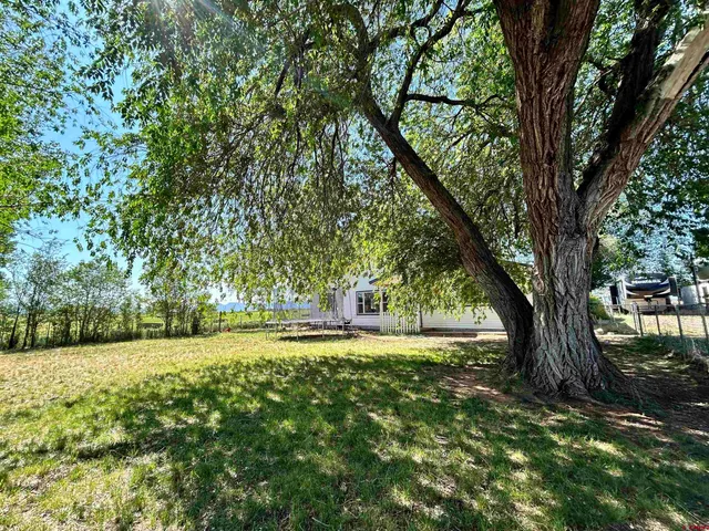a big yard with large trees