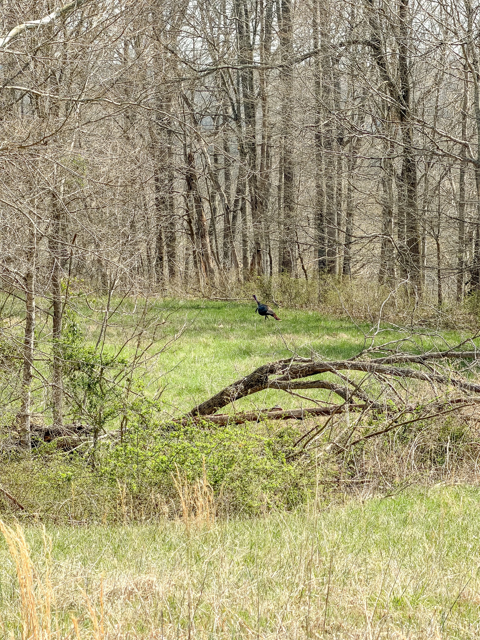 1904 Millers Chapel Road Charlotte, TN 37036 - Photo 14 of 43