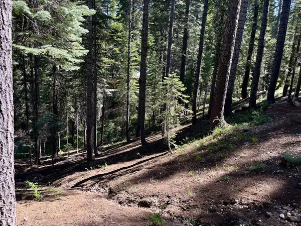 a view of a backyard with trees