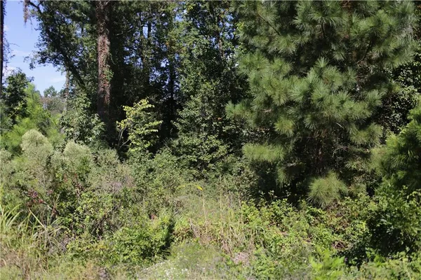 a view of a lush green forest