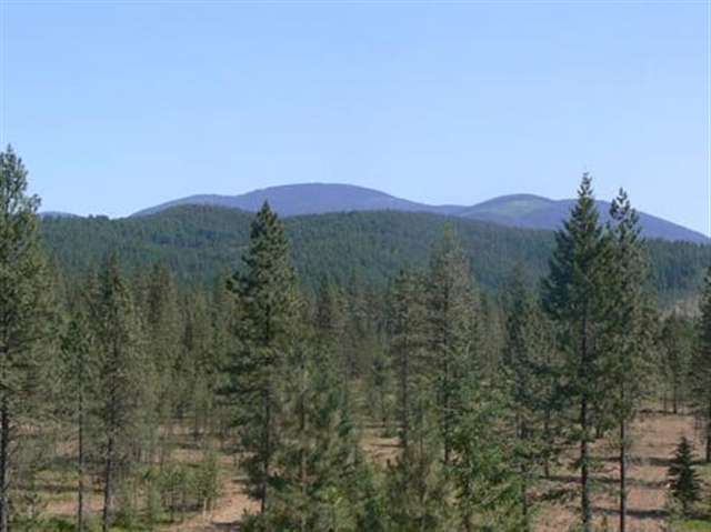 14300 East Nelson Road Elk, WA 99009 - Photo 4 of 8