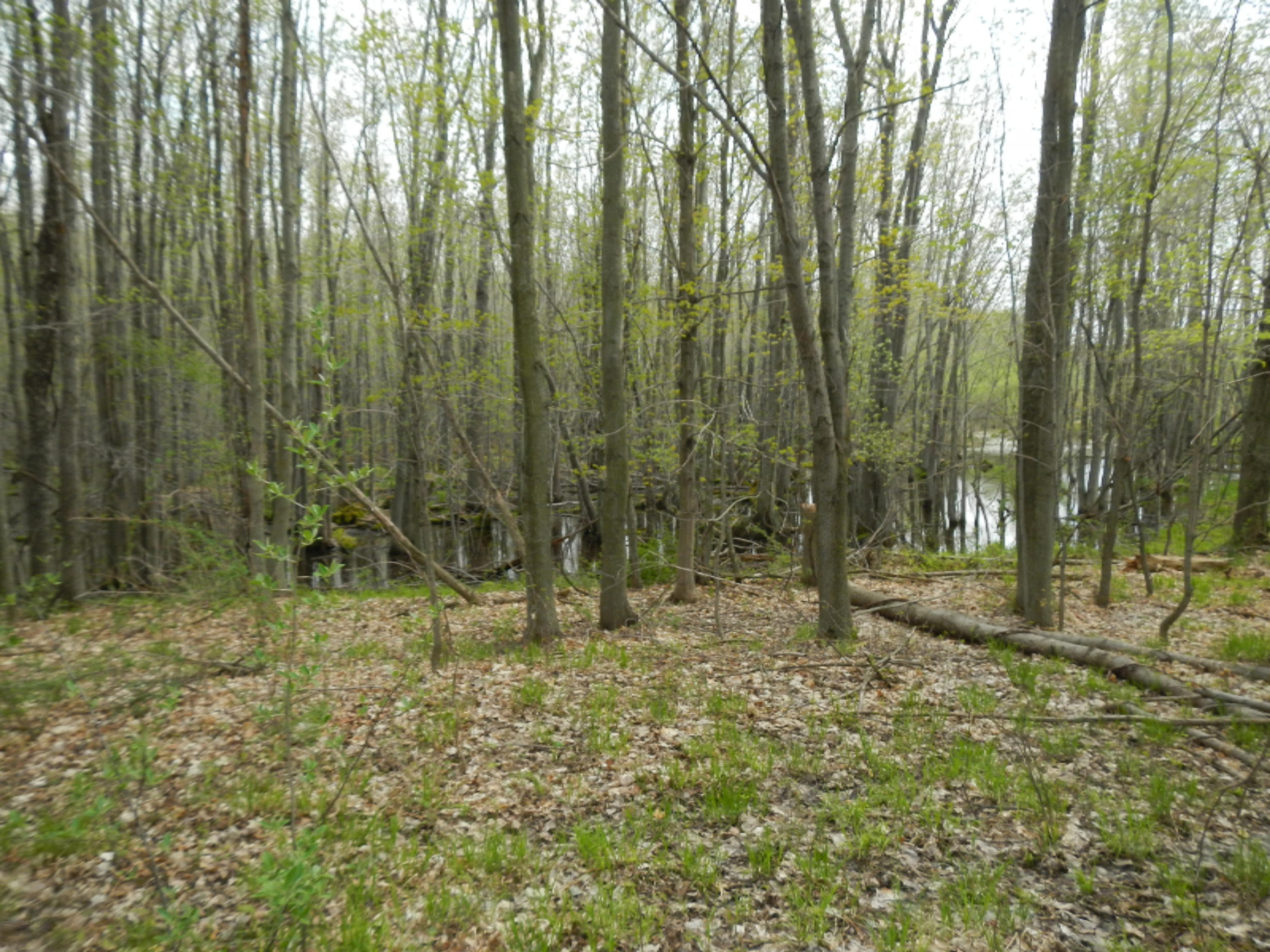 East Hawley Road Scottville, MI 49454 - Photo 8 of 9 DSCN0474