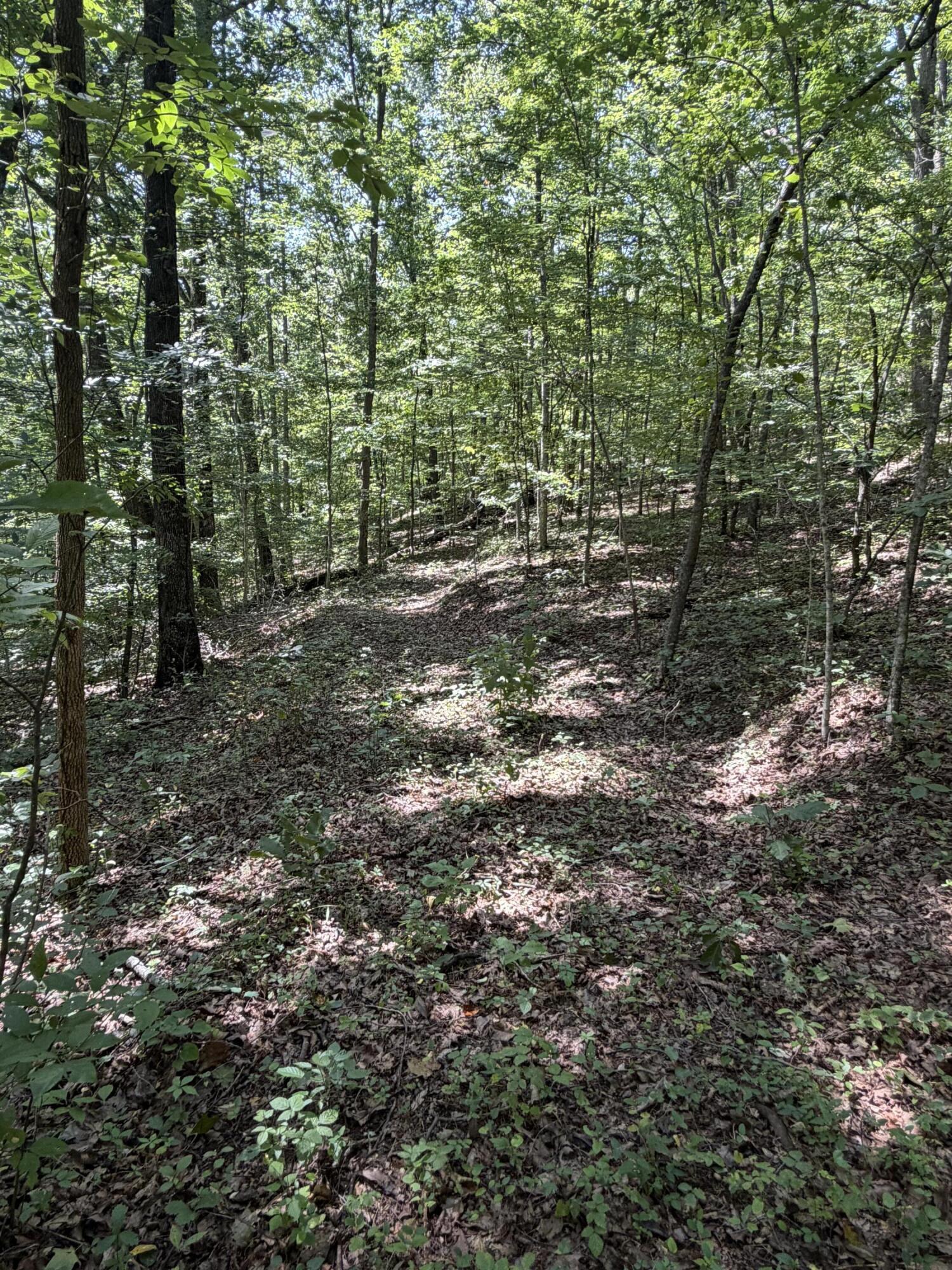 0 South Fork Road Stanton, KY 40380 - Photo 14 of 23 IMG_1096 copy