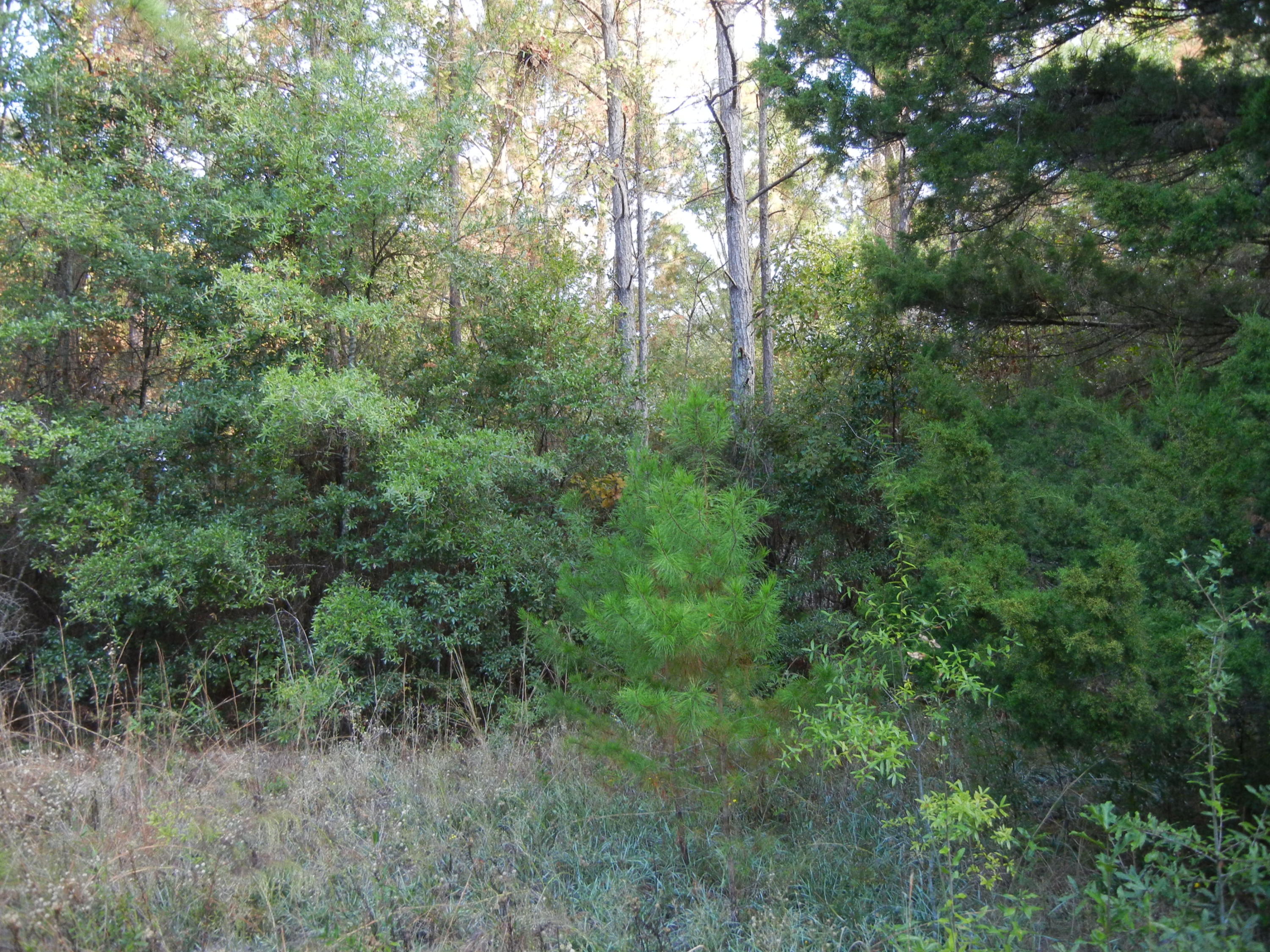 691 Whitfield Road Freeport, FL 32439 - Photo 21 of 30 Gallery Image 21