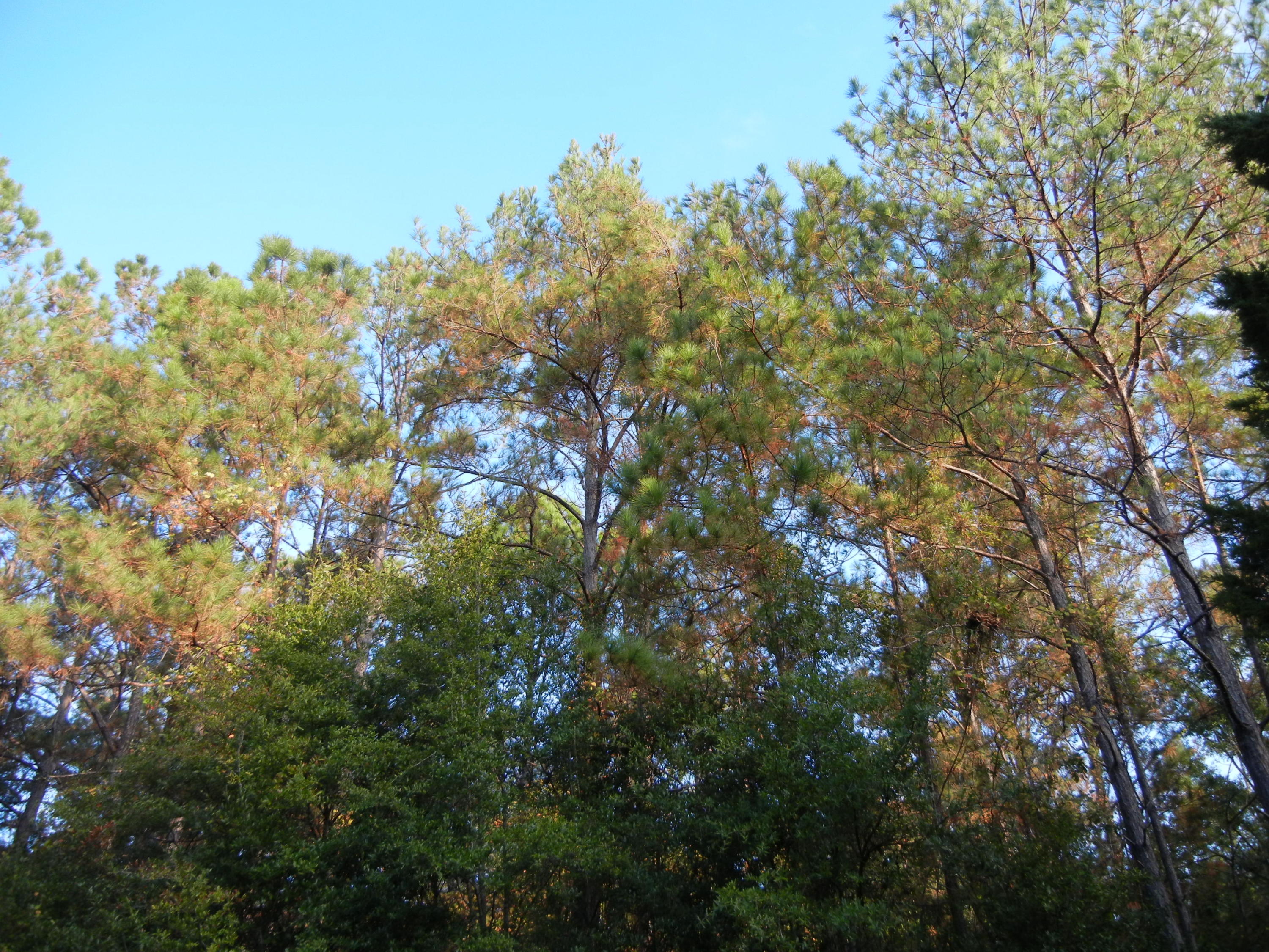 691 Whitfield Road Freeport, FL 32439 - Photo 24 of 30 Gallery Image 24
