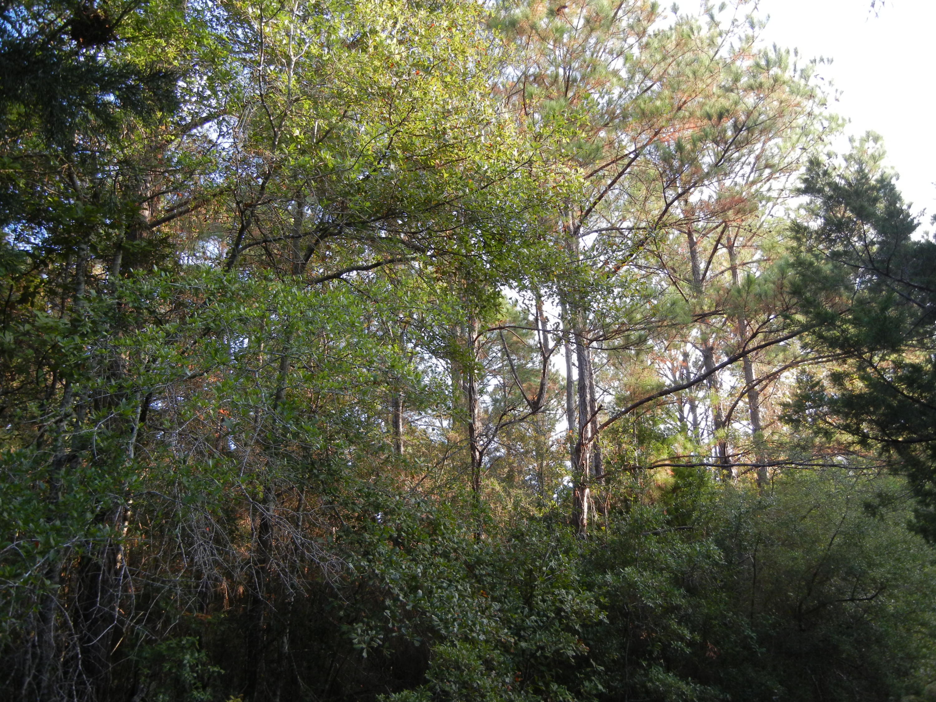 691 Whitfield Road Freeport, FL 32439 - Photo 25 of 30 Gallery Image 25