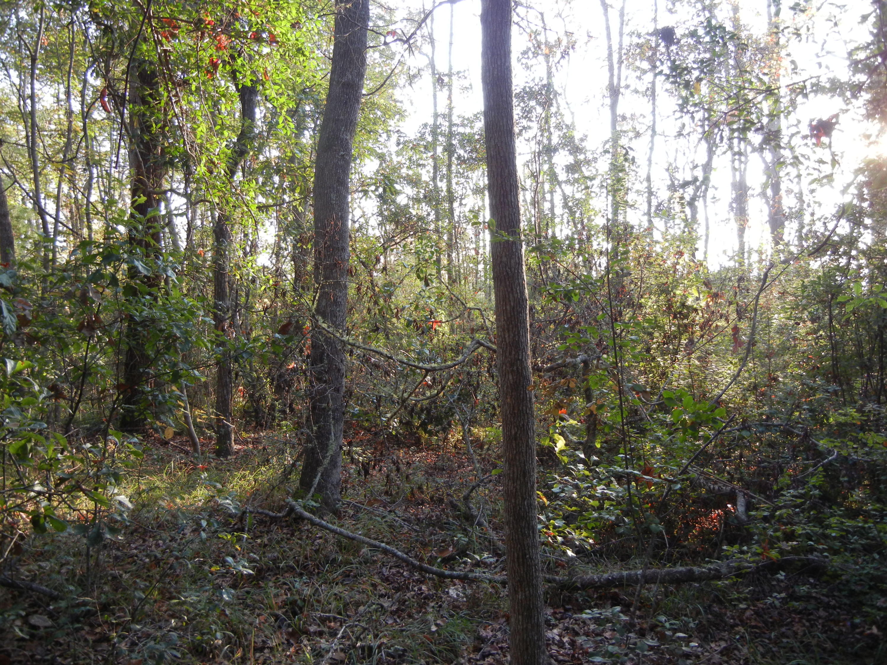 691 Whitfield Road Freeport, FL 32439 - Photo 28 of 30 Gallery Image 28