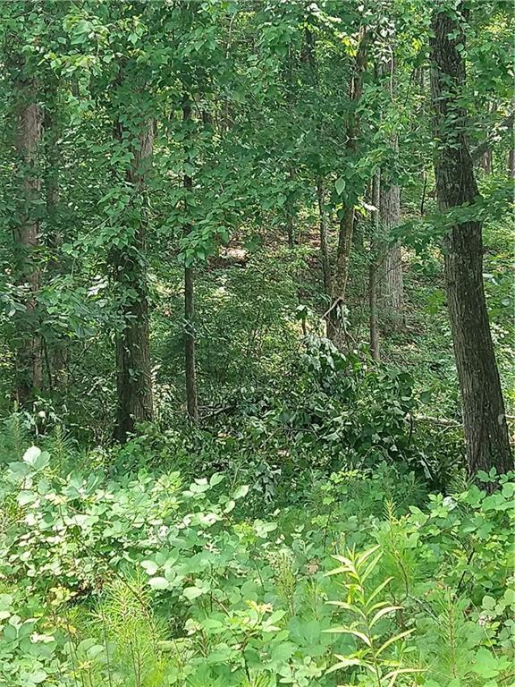 2112 Allgood Road Northeast Marietta, GA 30062 - Photo 11 of 51 a view of a lush green forest