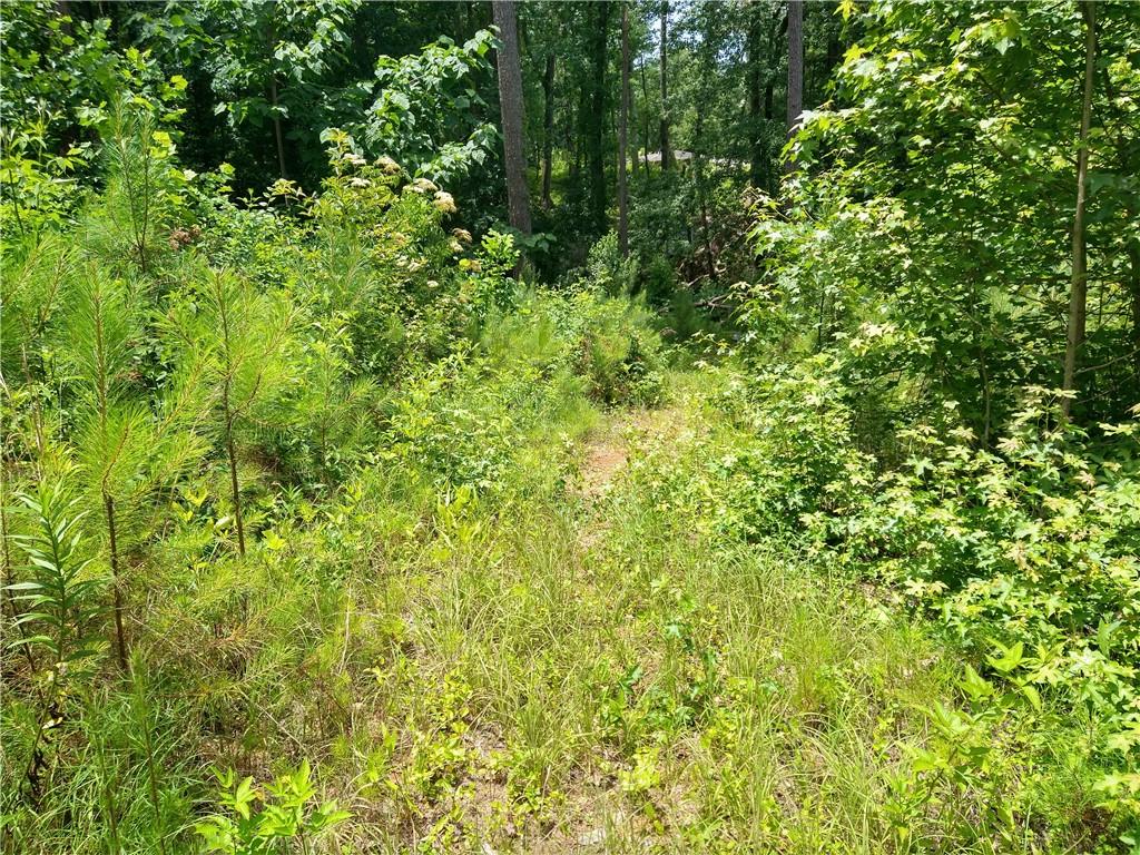 2112 Allgood Road Northeast Marietta, GA 30062 - Photo 29 of 51 a view of a lush green forest