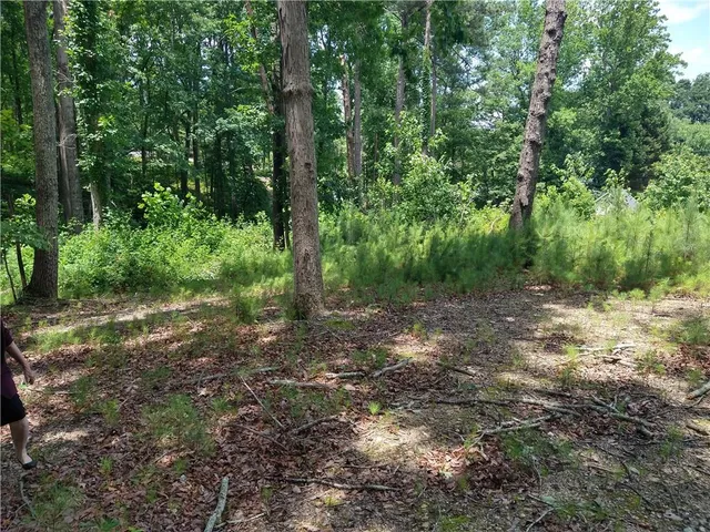 a view of a forest with trees in the background