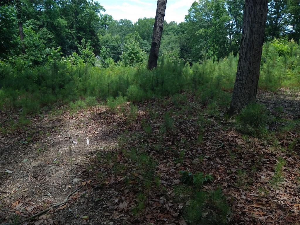 2112 Allgood Road Northeast Marietta, GA 30062 - Photo 34 of 51 a view of a forest with trees in front of it