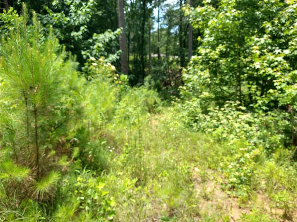 2112 Allgood Road Northeast Marietta, GA 30062 - Photo 36 of 51 a view of a lush green forest