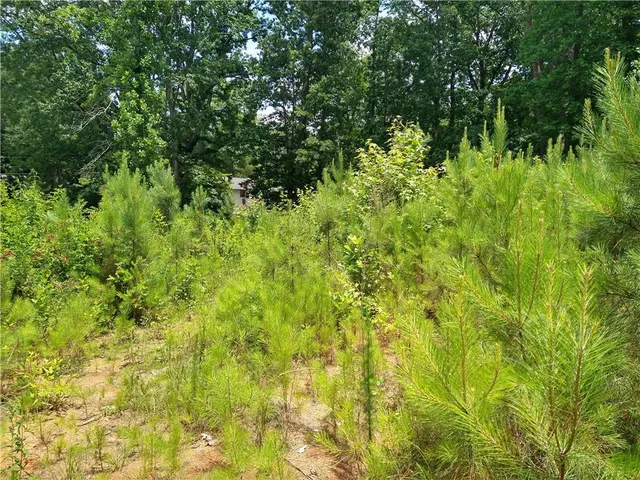 a view of a tree in the middle of a yard