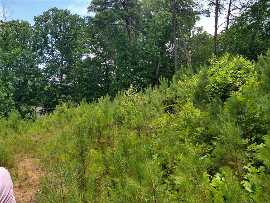 2112 Allgood Road Northeast Marietta, GA 30062 - Photo 8 of 51 a view of a lush green forest
