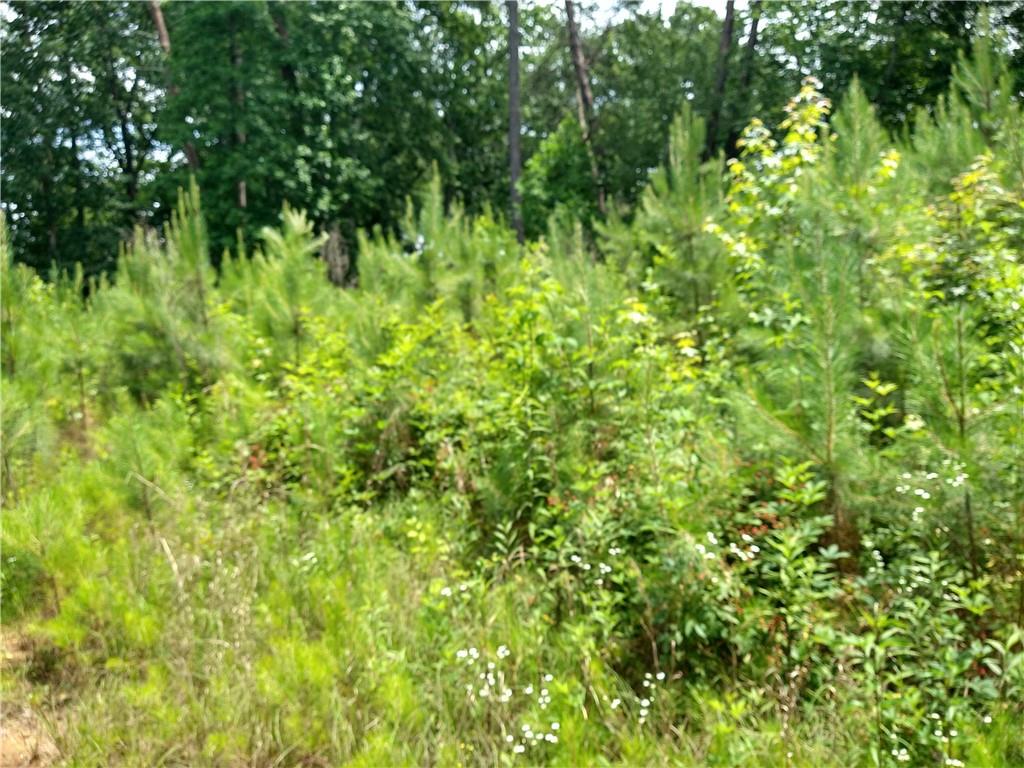 2112 Allgood Road Northeast Marietta, GA 30062 - Photo 9 of 51 a view of a lush green forest