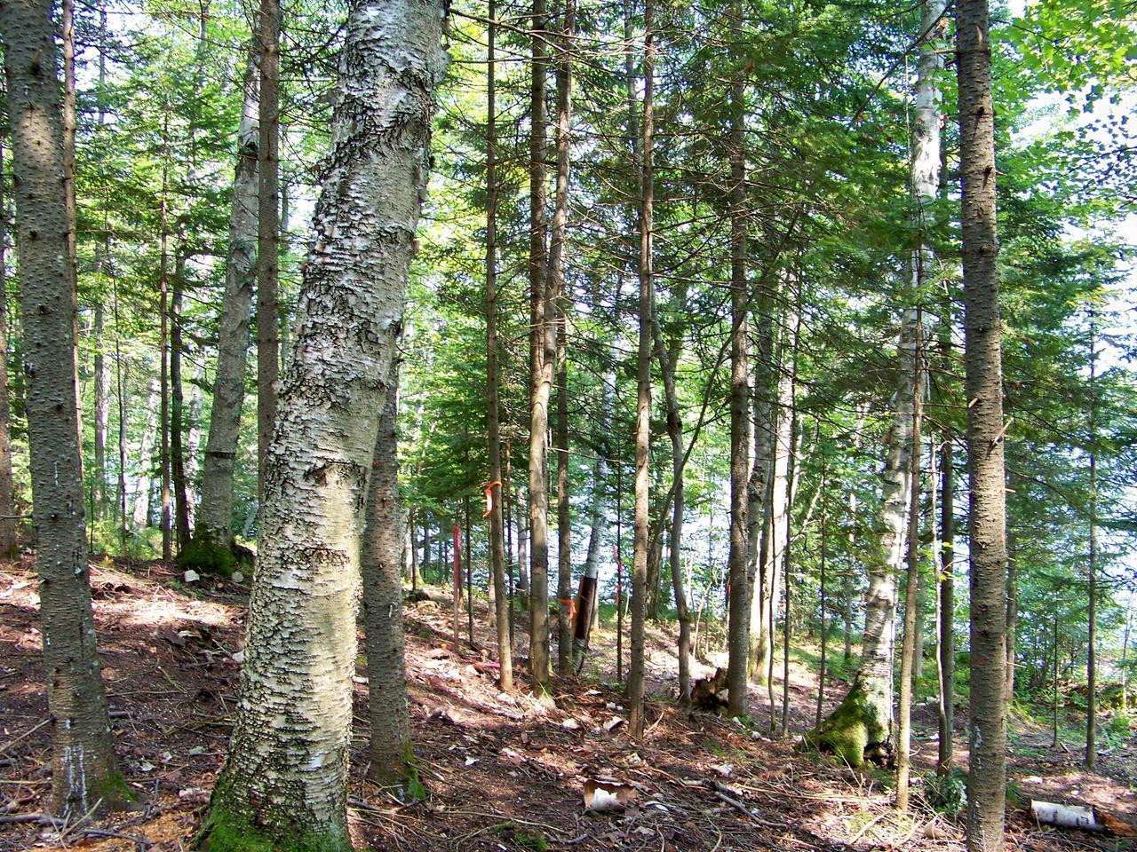 On On Bay Road Presque Isle, WI 54557 - Photo 1 of 4 Gallery Image 1