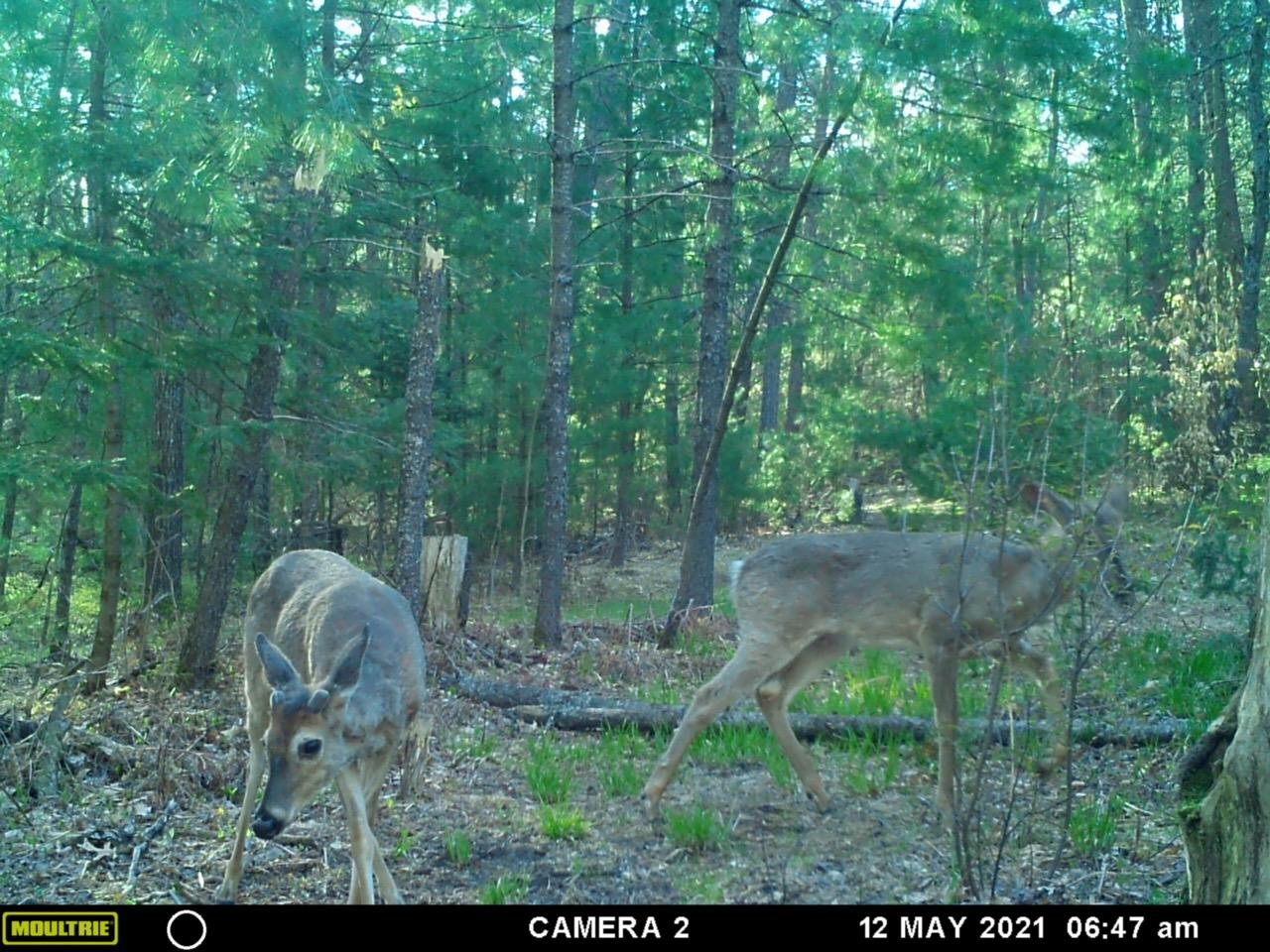 2690 Coupland Road Mio, MI 48647 - Photo 36 of 54 Gallery Image 36