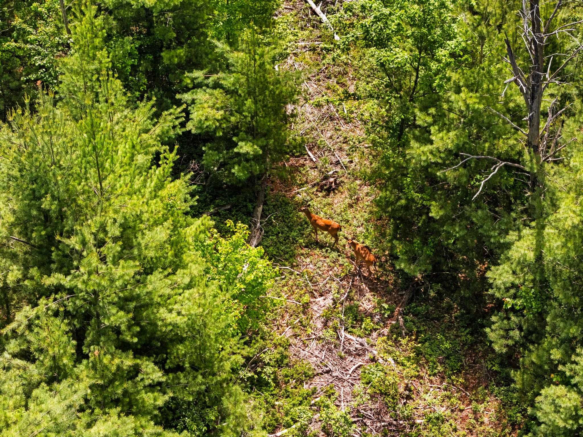 4011 West Forest Road Lake City, MI 49651 - Photo 4 of 36