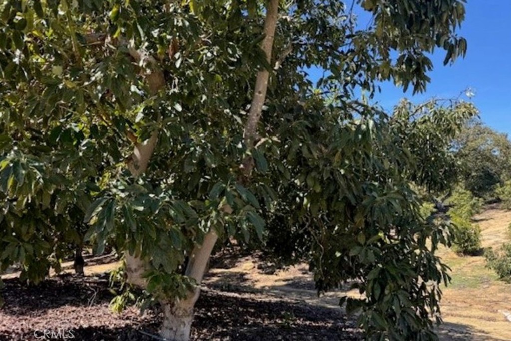 1 Monte Rancho Drive Temecula, CA 92590 - Photo 2 of 66 a view of a tree in a forest
