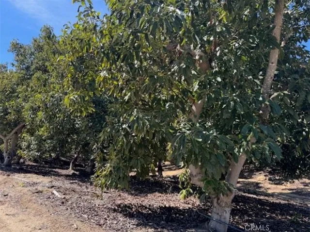 a view of a tree with a tree in the background