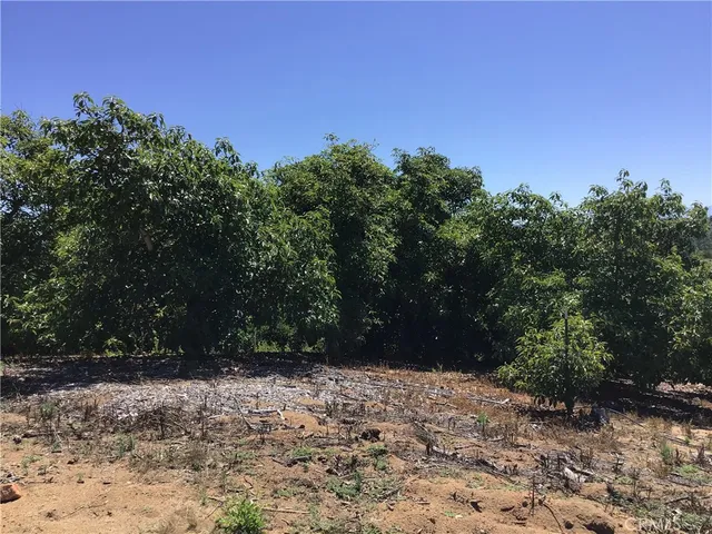 a view of a yard with a tree