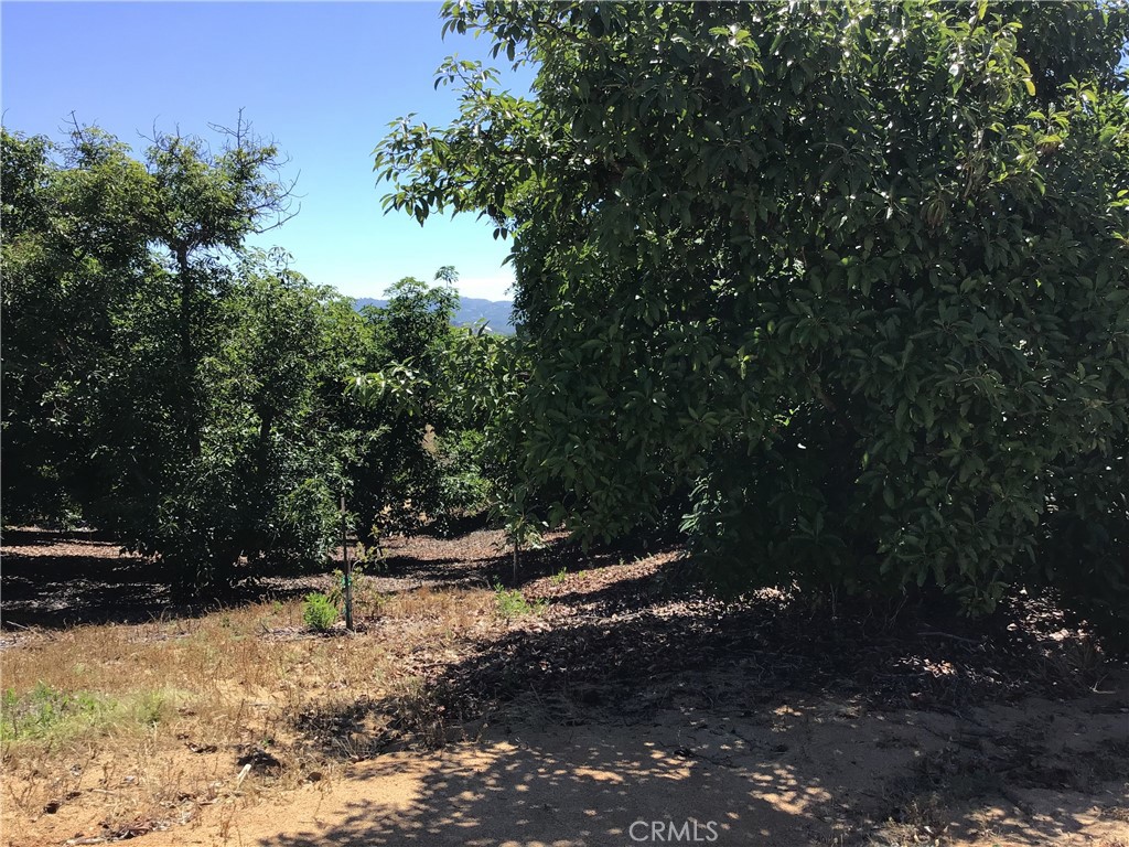 1 Monte Rancho Drive Temecula, CA 92590 - Photo 47 of 66 a view of fire pit with large trees