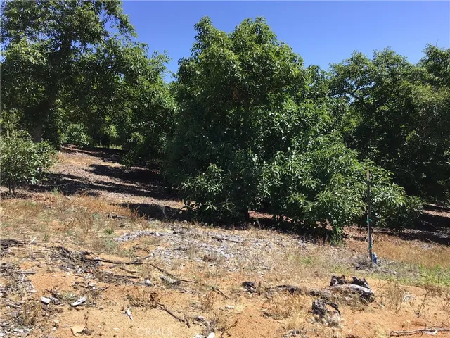 a view of a yard with an trees