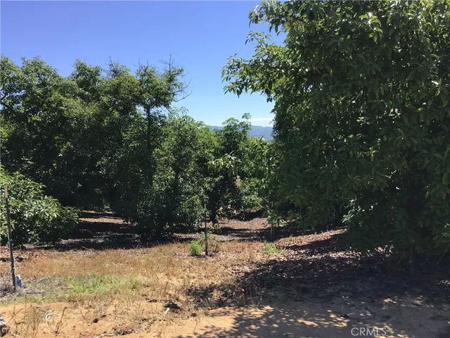 a view of a yard with trees