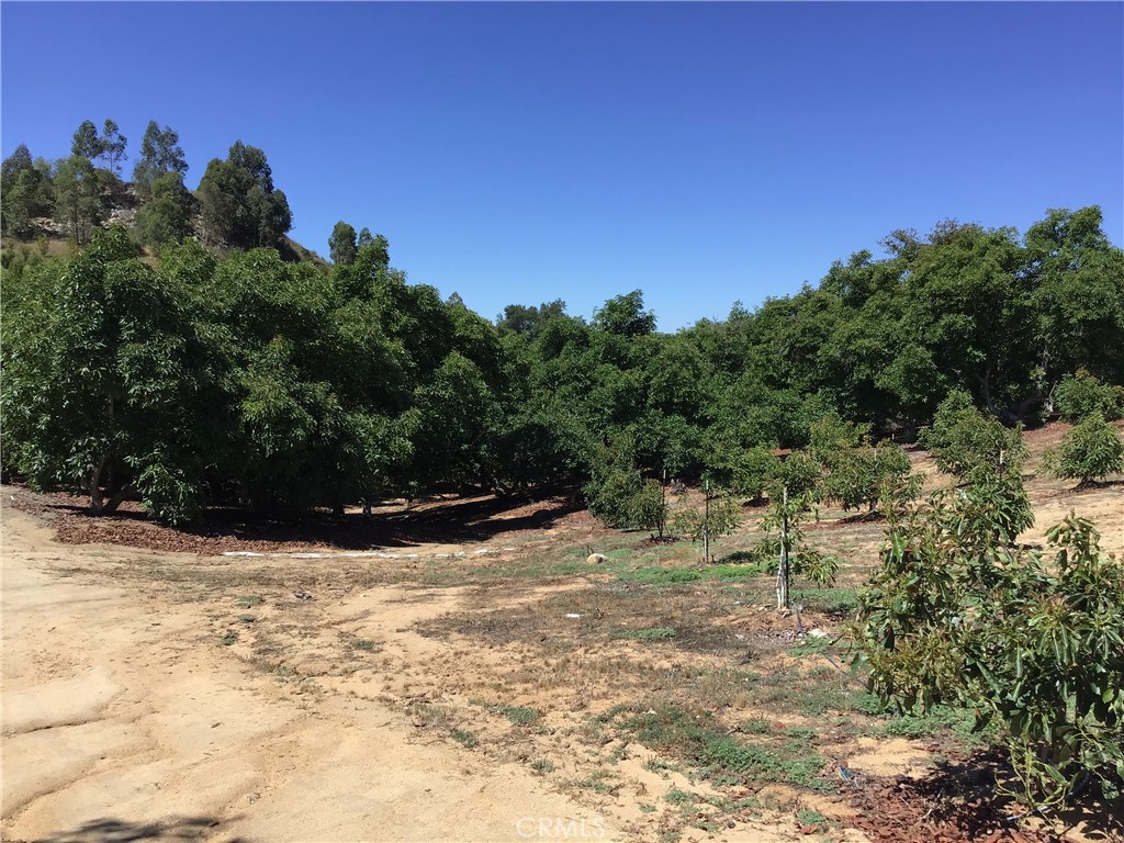1 Monte Rancho Drive Temecula, CA 92590 - Photo 56 of 66 a view of a yard with a tree