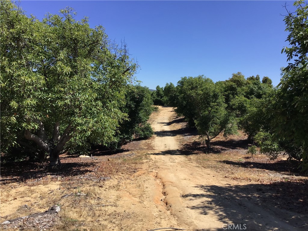 1 Monte Rancho Drive Temecula, CA 92590 - Photo 59 of 66 a view of a yard with a tree