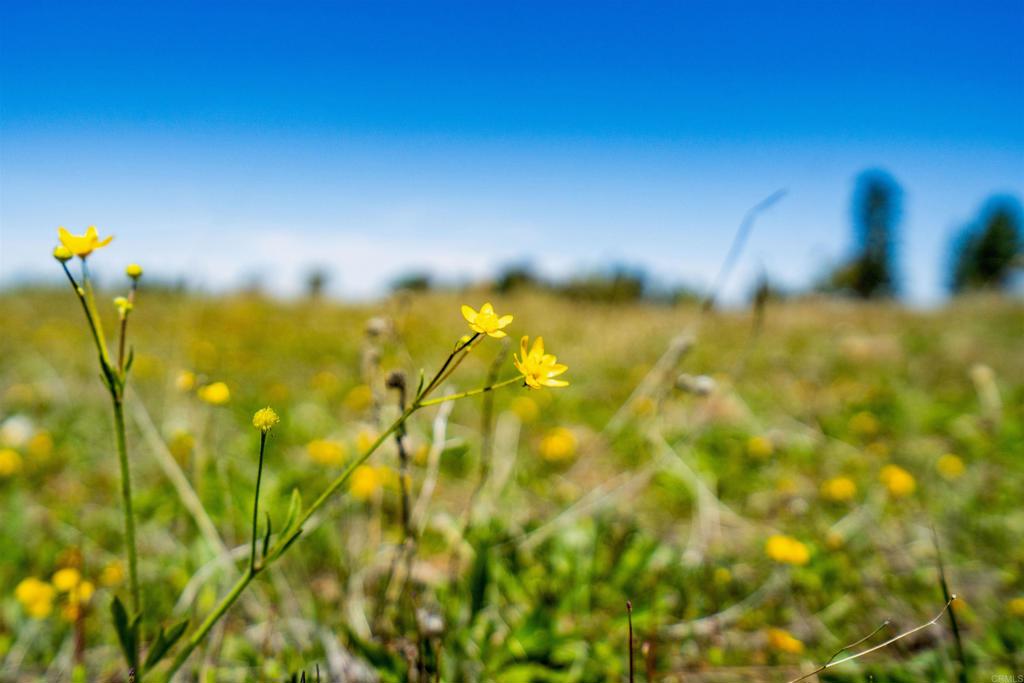 3510 Deer Lake Park Road Julian, CA 92036 - Photo 20 of 30 a view of a yard
