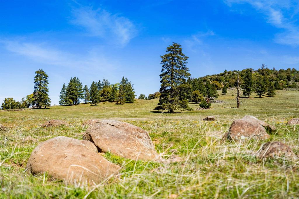 3510 Deer Lake Park Road Julian, CA 92036 - Photo 21 of 30 a view of a yard with an trees