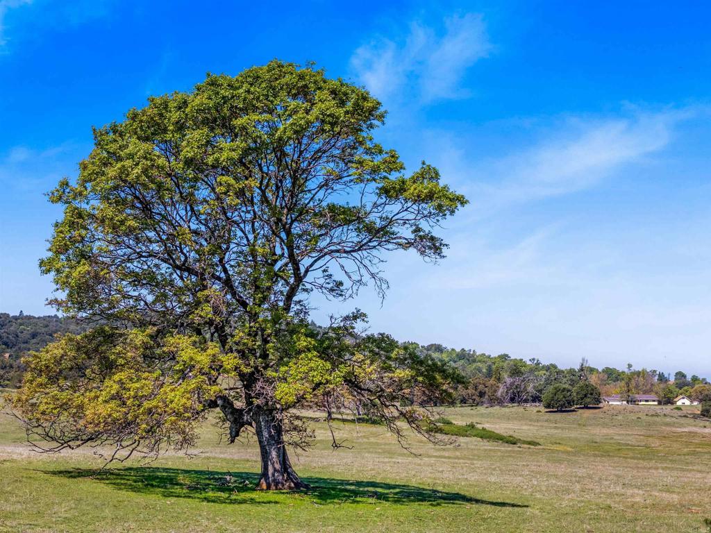 3510 Deer Lake Park Road Julian, CA 92036 - Photo 22 of 30 a view of a lake with a big yard