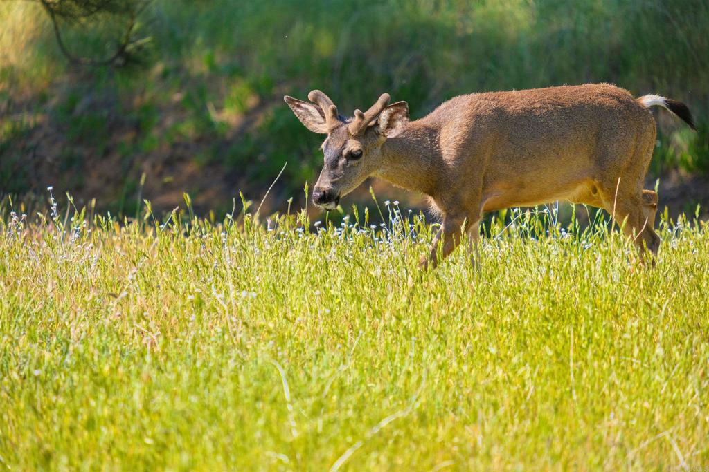 3510 Deer Lake Park Road Julian, CA 92036 - Photo 23 of 30 a view of a garden