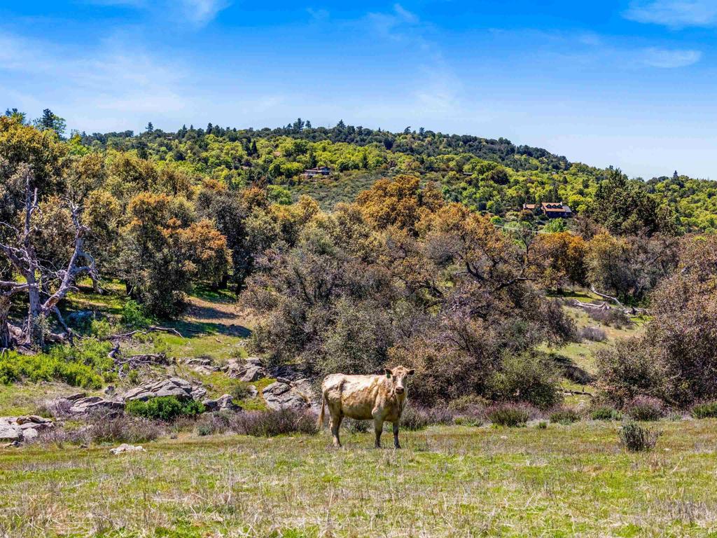 3510 Deer Lake Park Road Julian, CA 92036 - Photo 25 of 30 a view of a lake